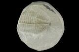 Partial Ogyginus Cordensis - Classic British Trilobite #103111-1